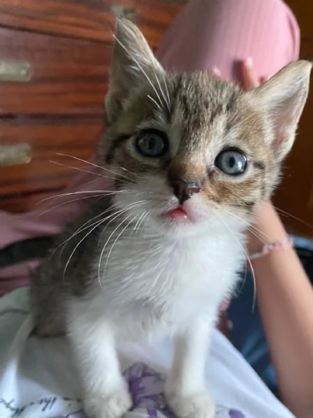 TIGRO dolcissimo gattino cerca casa  micino in adozione 