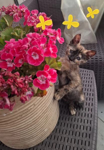 MINA dolce micina cerca casa  gattina squamina in adozione | Foto 4