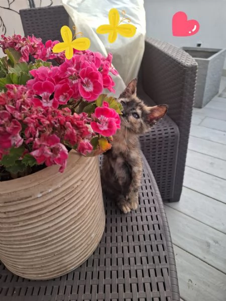 MINA dolce micina cerca casa  gattina squamina in adozione | Foto 3