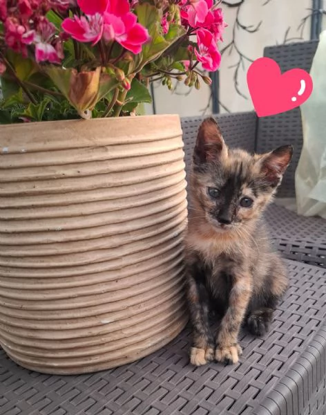 MINA dolce micina cerca casa  gattina squamina in adozione | Foto 2