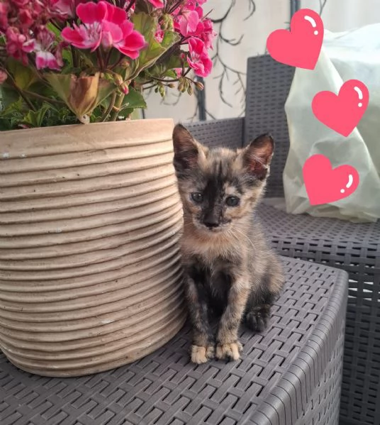 MINA dolce micina cerca casa  gattina squamina in adozione | Foto 1