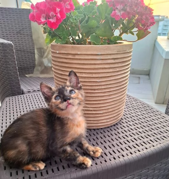 MINA dolce micina cerca casa  gattina squamina in adozione | Foto 0