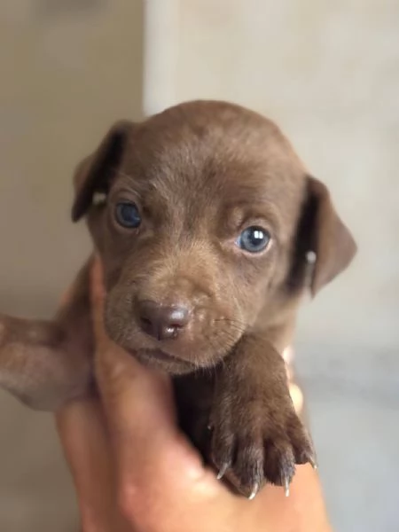 Moka dolce cucciola taglia medio piccola cerca casa  | Foto 3