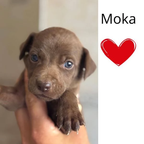 Moka dolce cucciola taglia medio piccola cerca casa 