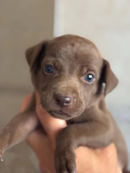 Moka dolce cucciola taglia medio piccola cerca casa  | Foto 1