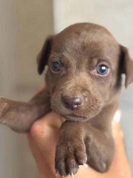 Moka dolce cucciola taglia medio piccola cerca casa  | Foto 0
