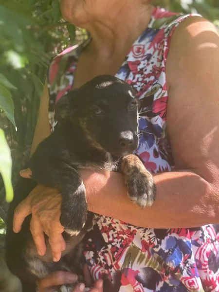 BIBI 3 mesi  incrocio pinscher bassotto cerca casa  in adozione | Foto 2