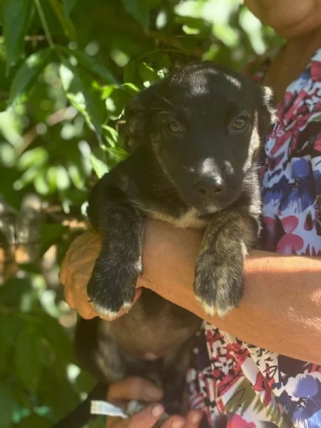 BIBI 3 mesi  incrocio pinscher bassotto cerca casa  in adozione | Foto 1