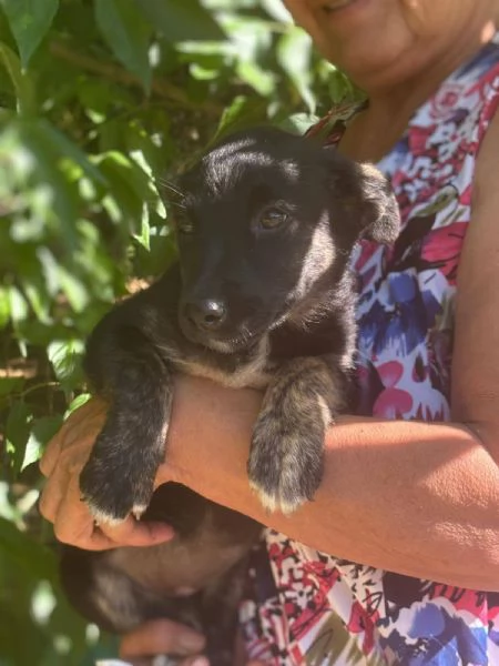 BIBI 3 mesi  incrocio pinscher bassotto cerca casa  in adozione | Foto 0