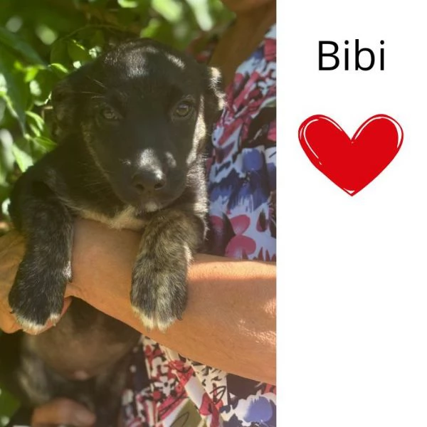 BIBI 3 mesi  incrocio pinscher bassotto cerca casa  in adozione