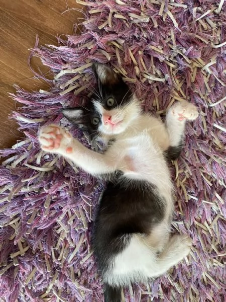 POIS dolce gattino 2 mesi cerca adozione | Foto 0