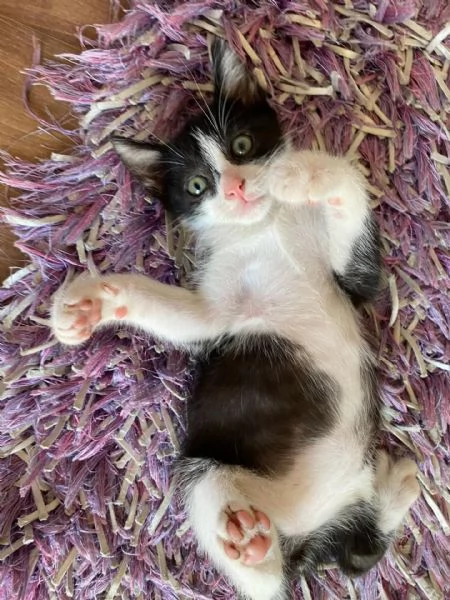 POIS dolce gattino 2 mesi cerca adozione