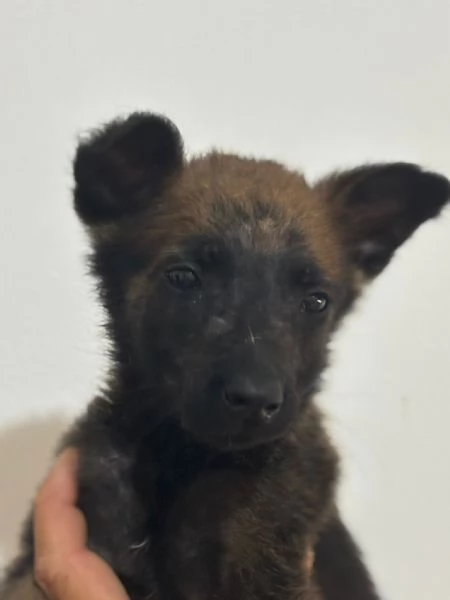 ZOE 2 mesi cerca casa  mamma pastore belga malinois | Foto 2