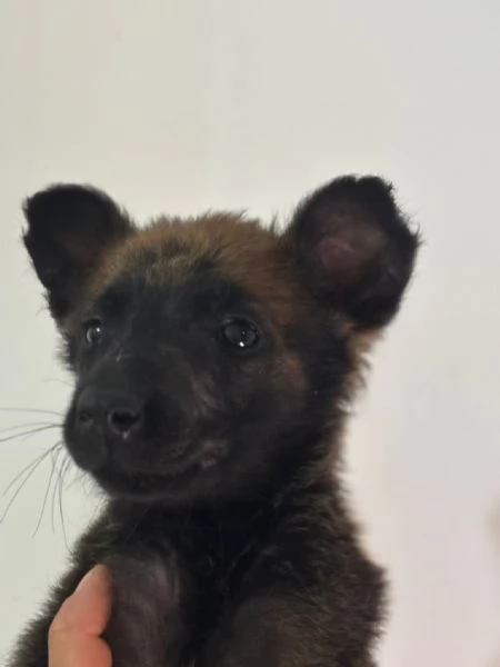 ZOE 2 mesi cerca casa  mamma pastore belga malinois | Foto 1