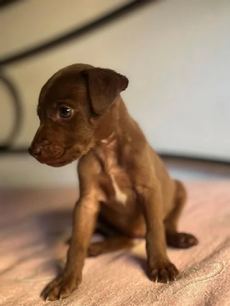 MIMI dolce cucciola taglia medio piccola cerca adozione | Foto 1