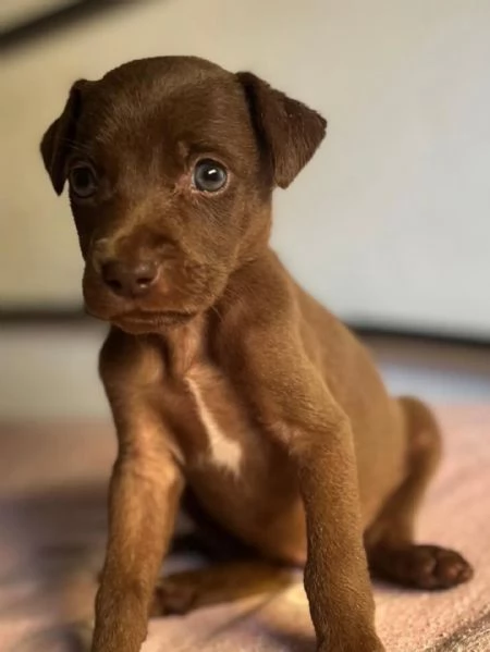 MIMI dolce cucciola taglia medio piccola cerca adozione