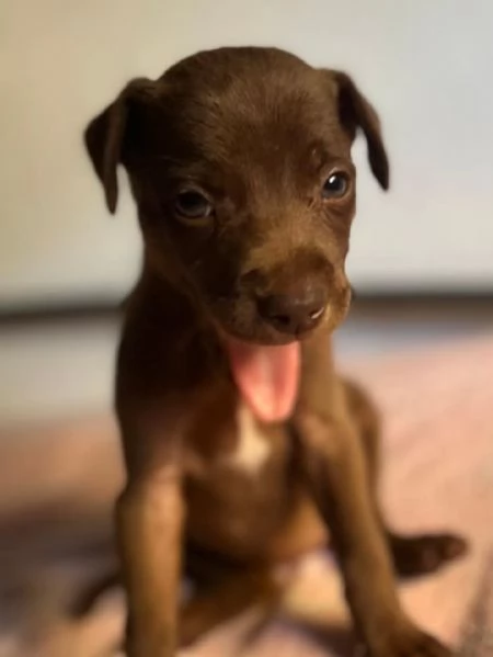 MIMI dolce cucciola taglia medio piccola cerca adozione | Foto 0