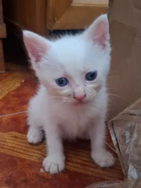 Fiocco dolce micino cerca casa 