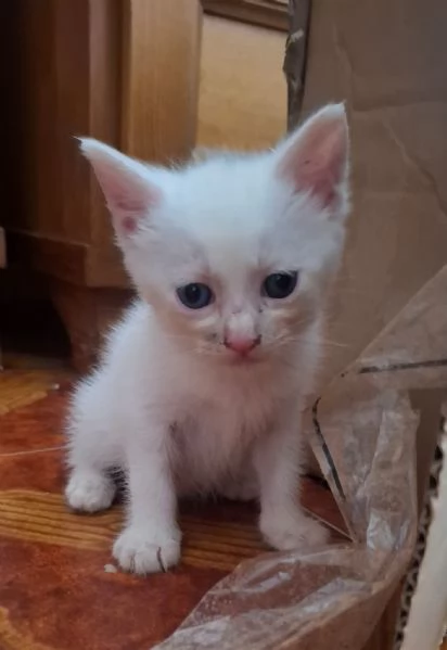 Fiocco dolce micino cerca casa  | Foto 0