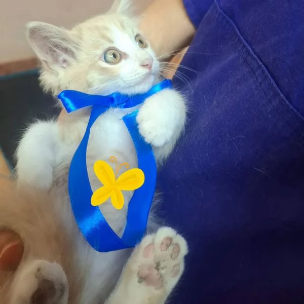 Frisbee dolce gattino 2 mesi cerca casa  | Foto 2