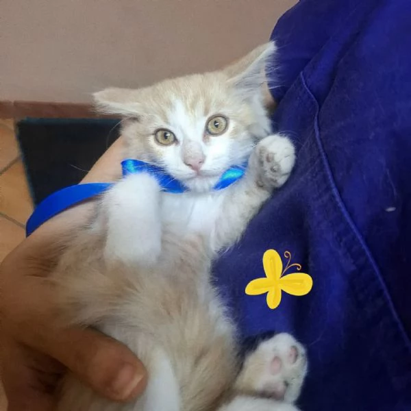 Frisbee dolce gattino 2 mesi cerca casa  | Foto 1