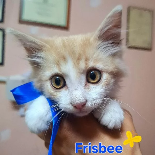 Frisbee dolce gattino 2 mesi cerca casa 