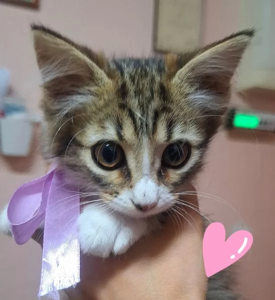 ROSY dolce gattina cerca casa  2 mesi di amore | Foto 2