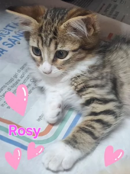 ROSY dolce gattina cerca casa  2 mesi di amore | Foto 1