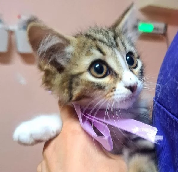 ROSY dolce gattina cerca casa  2 mesi di amore | Foto 0