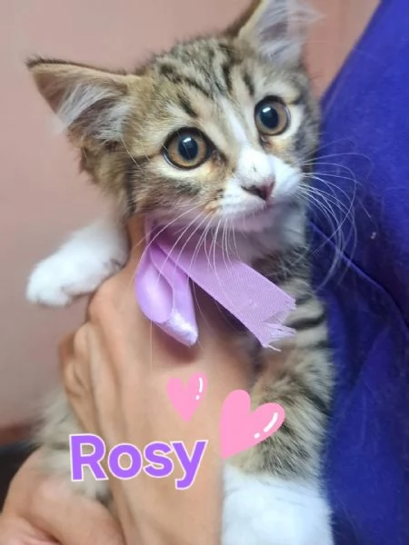 ROSY dolce gattina cerca casa  2 mesi di amore