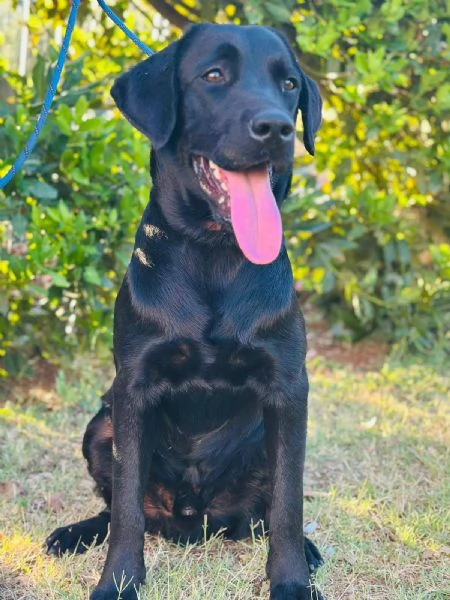 IGOR labrador 1 anno dolce ed affettuoso CERCA ADOZIONE | Foto 4