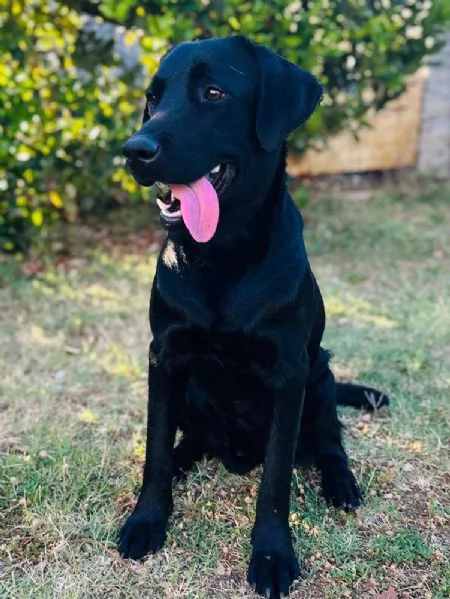 IGOR labrador 1 anno dolce ed affettuoso CERCA ADOZIONE | Foto 3
