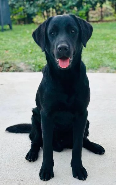 IGOR labrador 1 anno dolce ed affettuoso CERCA ADOZIONE