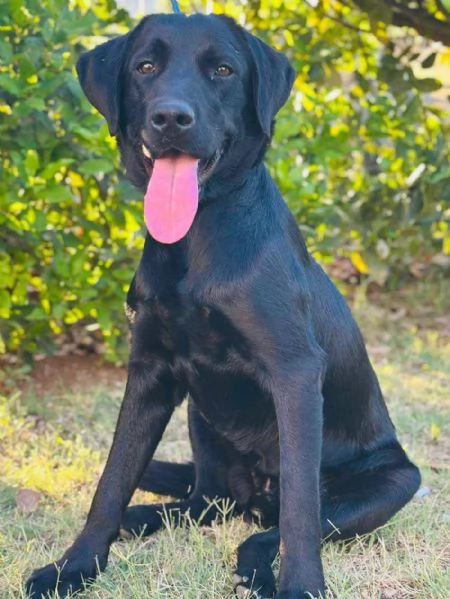 IGOR labrador 1 anno dolce ed affettuoso CERCA ADOZIONE | Foto 2