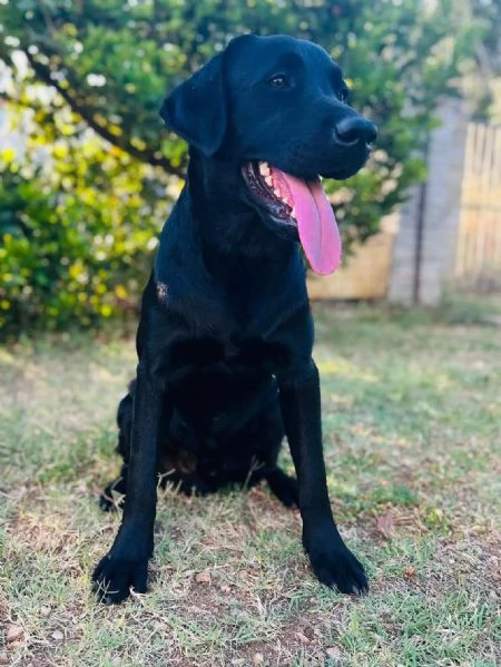IGOR labrador 1 anno dolce ed affettuoso CERCA ADOZIONE | Foto 1