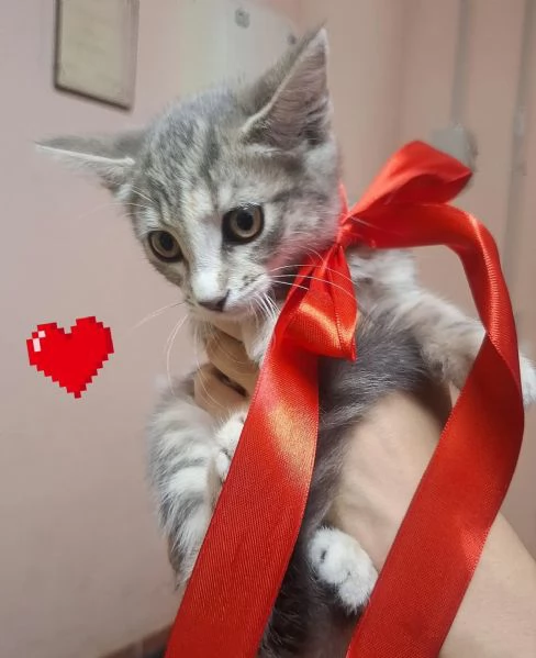 SOFI dolce micina cerca casa  2 mesi super tenera | Foto 4