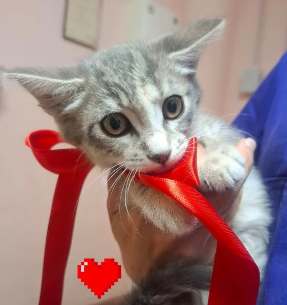 SOFI dolce micina cerca casa  2 mesi super tenera | Foto 3