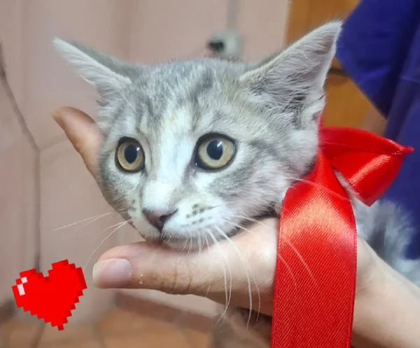 SOFI dolce micina cerca casa  2 mesi super tenera | Foto 2