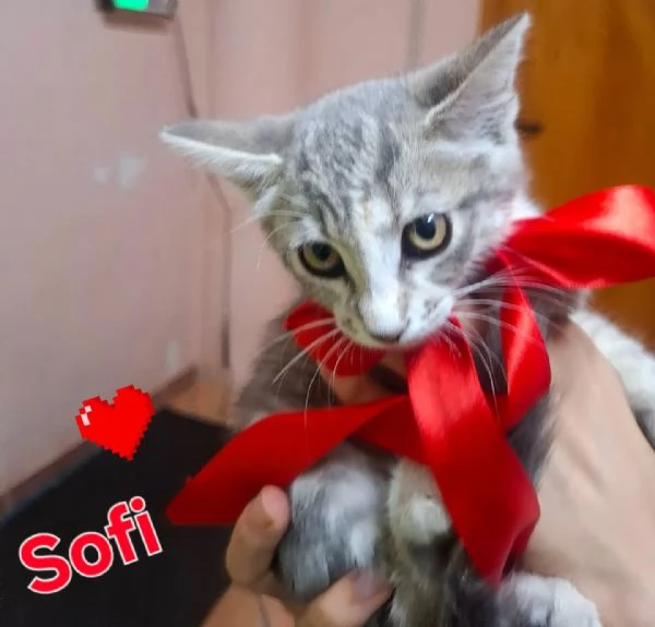 SOFI dolce micina cerca casa  2 mesi super tenera | Foto 1