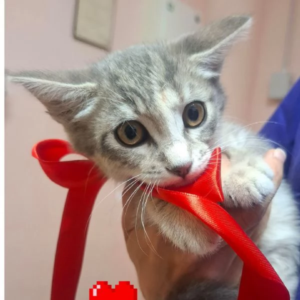 SOFI dolce micina cerca casa  2 mesi super tenera