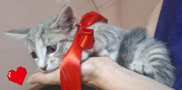 SOFI dolce micina cerca casa  2 mesi super tenera | Foto 0