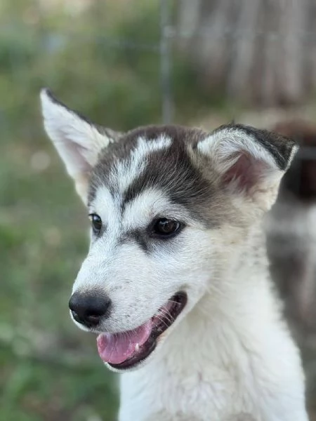 WONDY dolce cucciolo HUSKY 3 mesi e mezzo cerca adozione | Foto 2