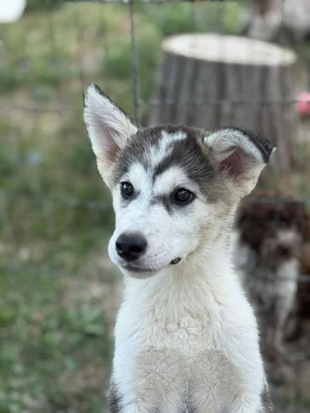 WONDY dolce cucciolo HUSKY 3 mesi e mezzo cerca adozione | Foto 1