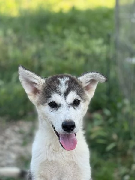 WONDY dolce cucciolo HUSKY 3 mesi e mezzo cerca adozione | Foto 0