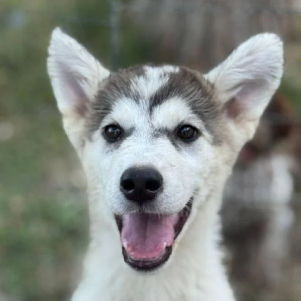 WONDY dolce cucciolo HUSKY 3 mesi e mezzo cerca adozione