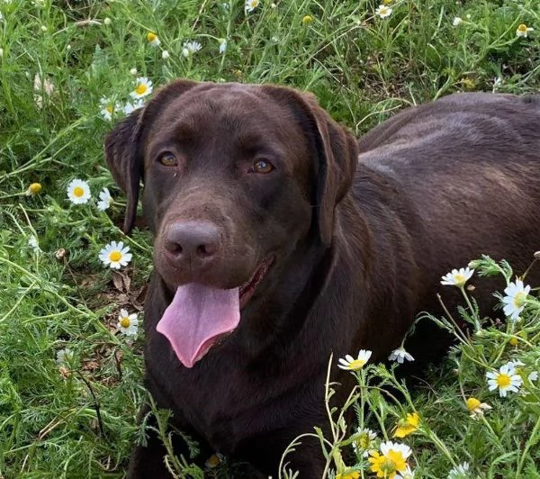 MIA splendida labrador con pedigree cerca adozione  | Foto 1