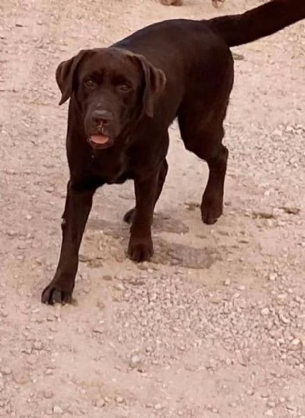 MIA splendida labrador con pedigree cerca adozione  | Foto 0