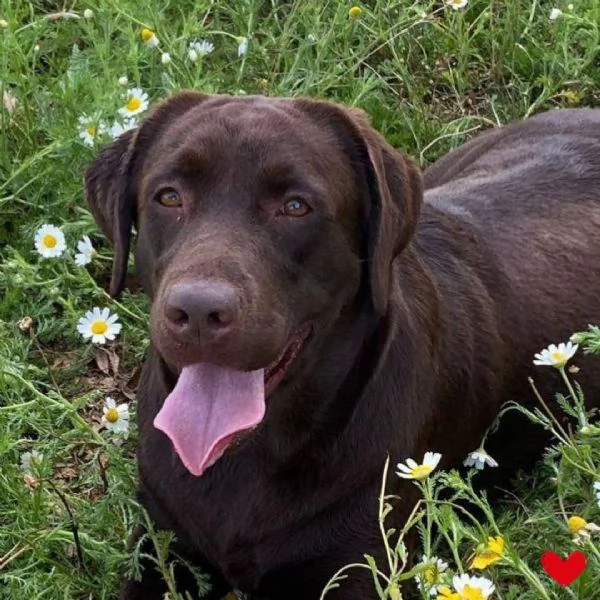 MIA splendida labrador con pedigree cerca adozione 