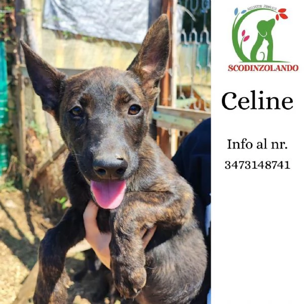 Celine  cucciola 3 mesi figlia pastore olandese cerca adozione