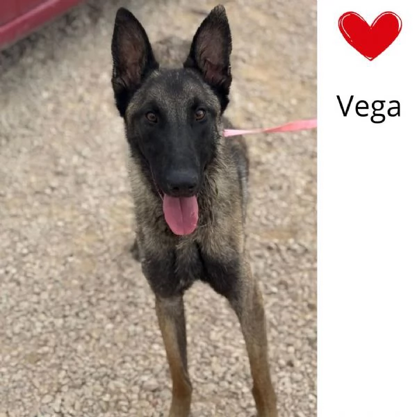 Vega  pastore belga malinois cerca adozione  1 anno